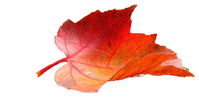 contactez nous image feuille automnale